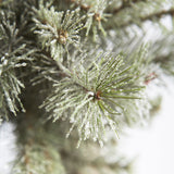 Iced Needle Pine