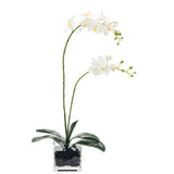 Orchid Phalaenopsis Glass Cube