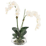 Orchid Phalaenopsis Glass Cylinder